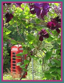 Telephone Kiosk and Clematis